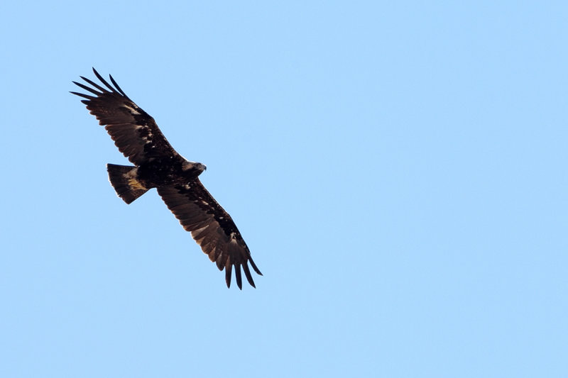 Eastern Imperial Eagle (Aquila heliaca) 