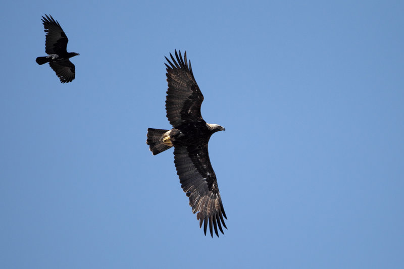 Eastern Imperial Eagle (Aquila heliaca) & Fan-tailed Raven (Corvus rhipidurus) 