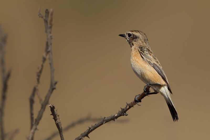 Gallery Eastern Stonechat