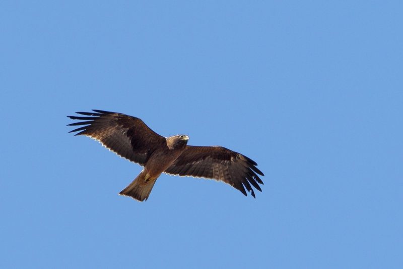 Booted Eagle (Aquila pennata) 