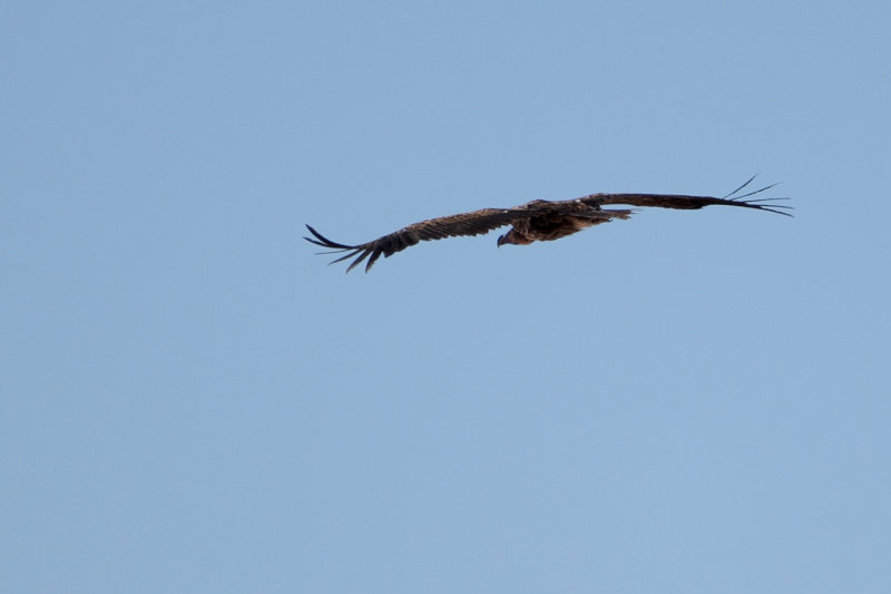 Lappet-faced Vulture or Nubian Vulture (Torgos tracheliotos)