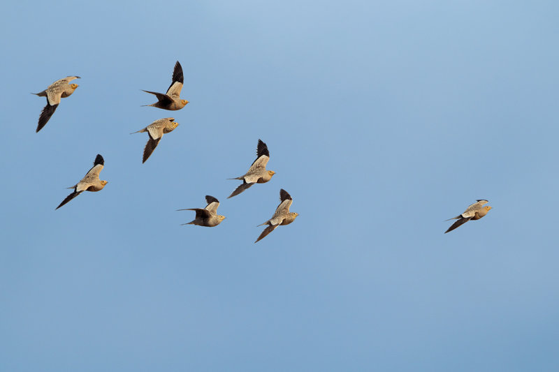 Chestnut-bellied Sandgrouse (Pterocles exustus ssp erlangeri)