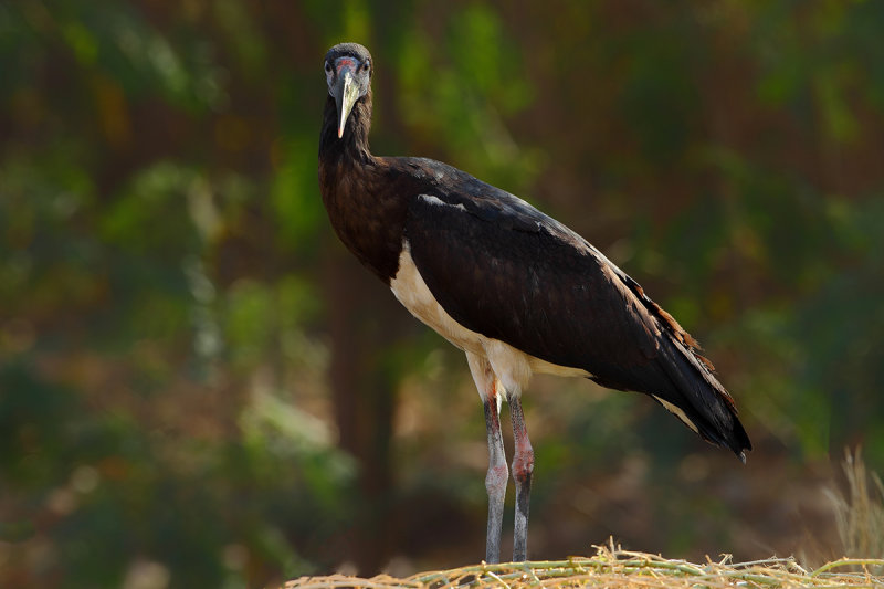Abdim's Stork, (Ciconia abdimii) 