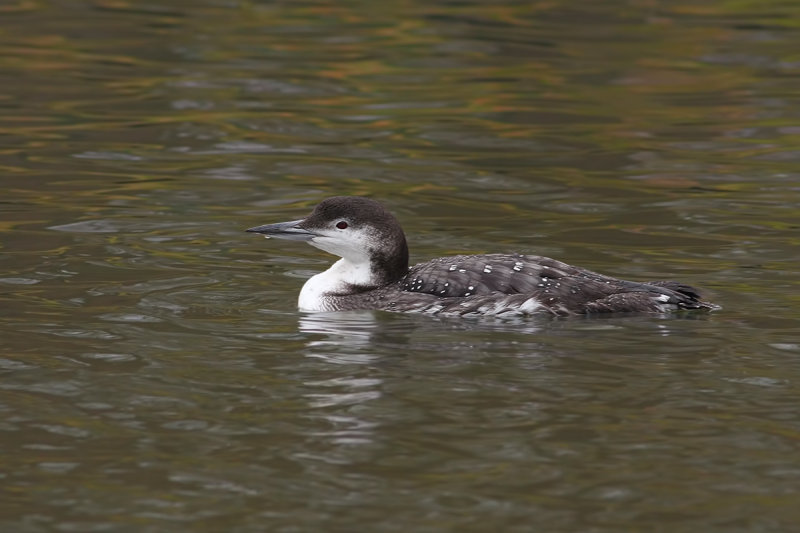 Great Northern Diver aka Common Loon (Gavia immer)
