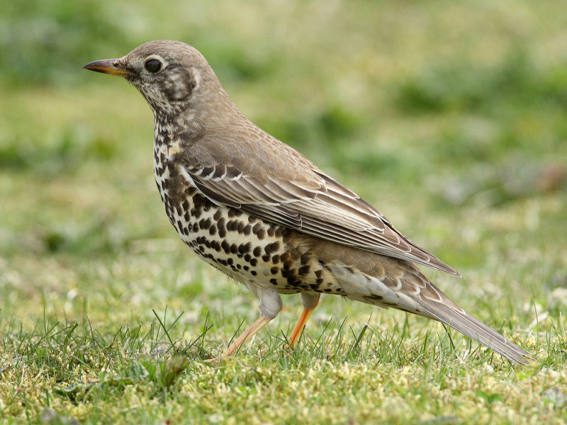 Mistle Thrush (Turdus viscivorus)