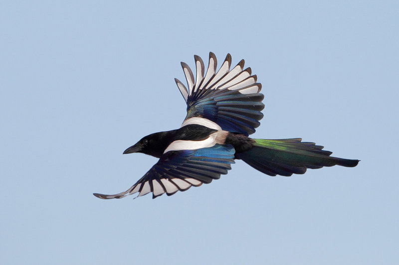 Eurasian Magpie (Pica pica)