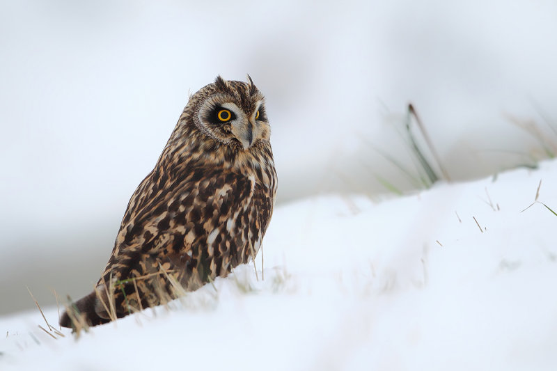 Gallery Short eared owl 2013