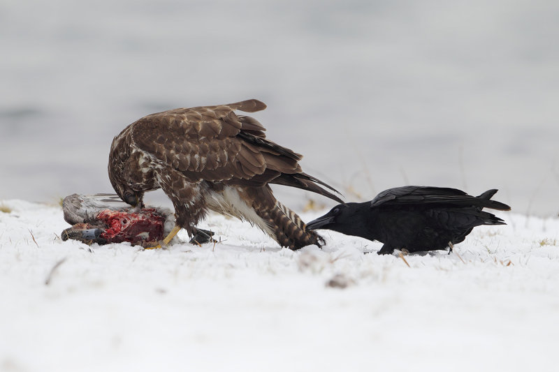 Common Buzzard (Buteo buteo) 