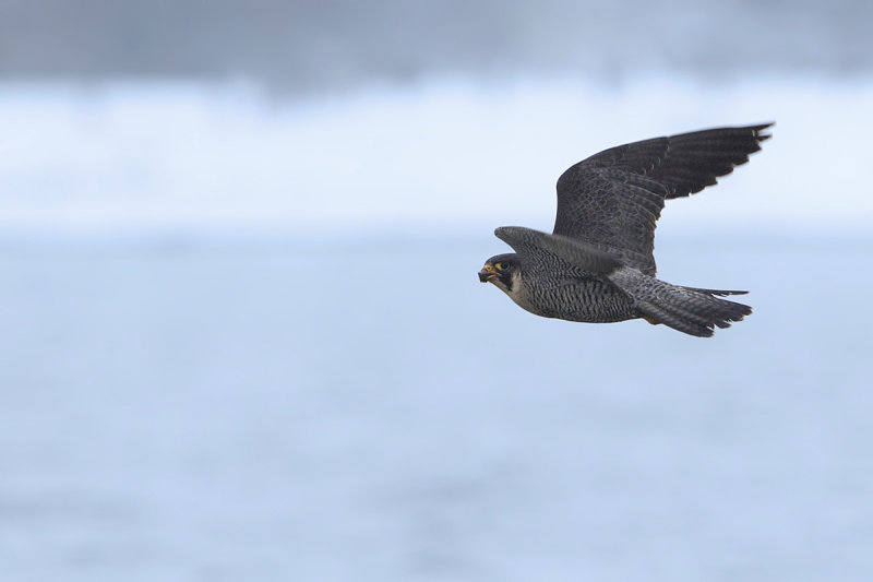 Peregrine Falcon (Falco peregrinus)