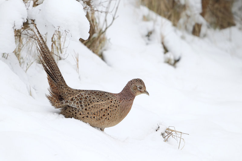 Common Pheasant (Phasianus colchicus) 