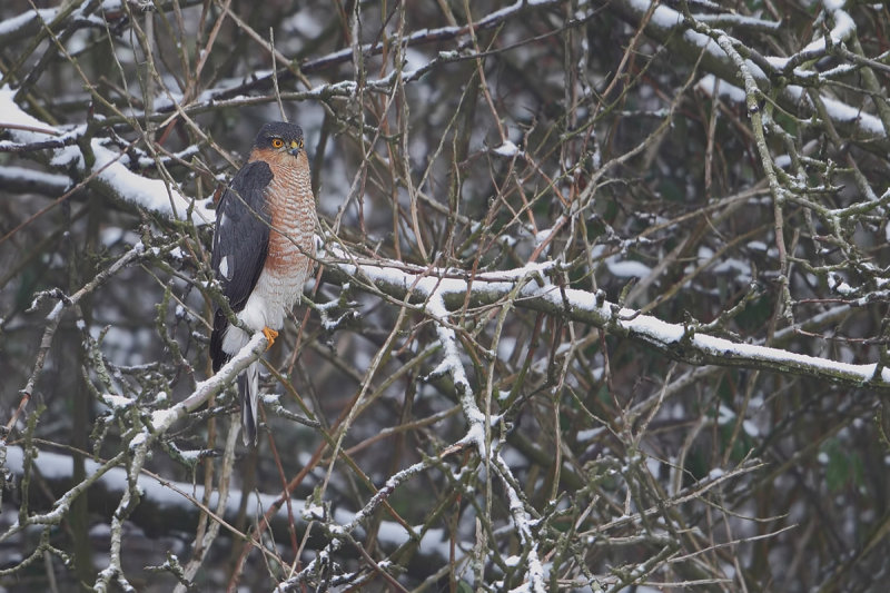 Eurasian Sparrowhawk (Accipiter nisus)