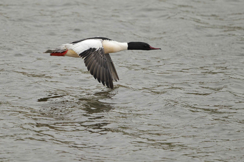 Goosander (Mergus merganser merganser) 