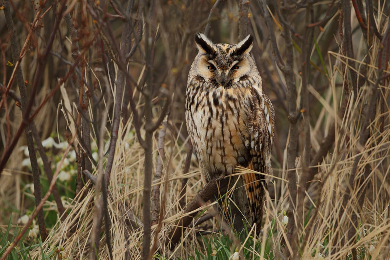 Gallery Long-eared Owl