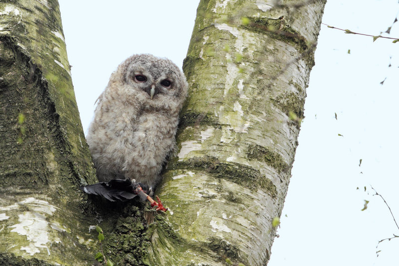 Tawny Owl (Strix aluco) 