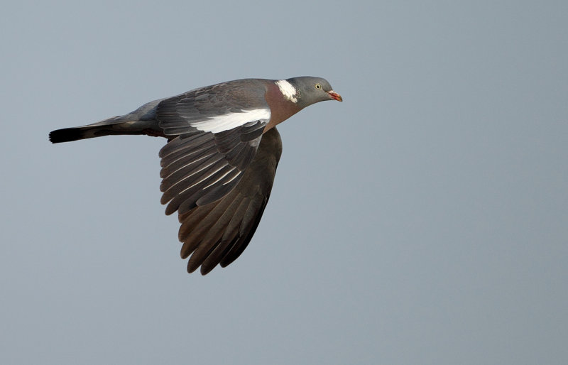 Common Wood Pigeon (Columba palumbus) 