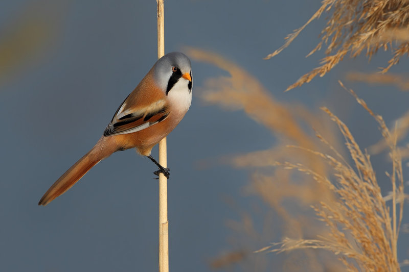 Bearded Reedling (Panurus biarmicus)