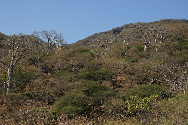 Baobab trees 