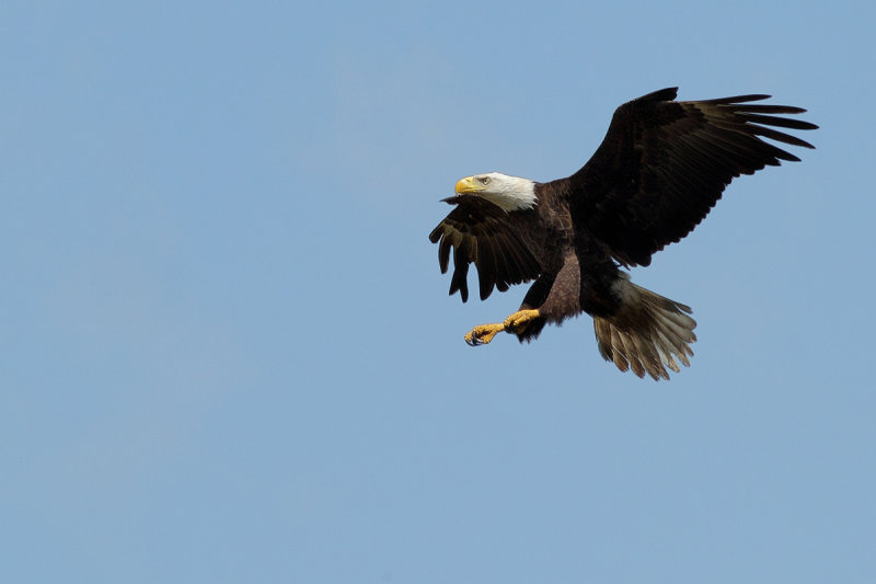 Bald Eagle (Haliaeetus leucocephalus)