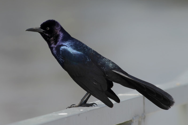 Boat-tailed Grackle (Quiscalus major) 