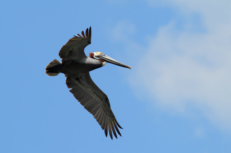 Brown Pelican  (Pelecanus occidentalis carolinensis)