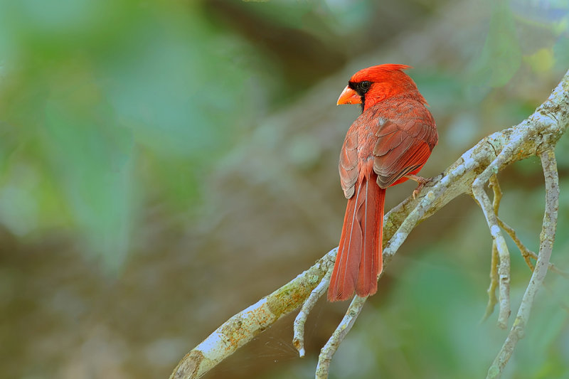 Northern Cardinal (Cardinalis cardinalis)