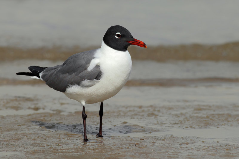 laughing gull (Leucophaeus atricilla)