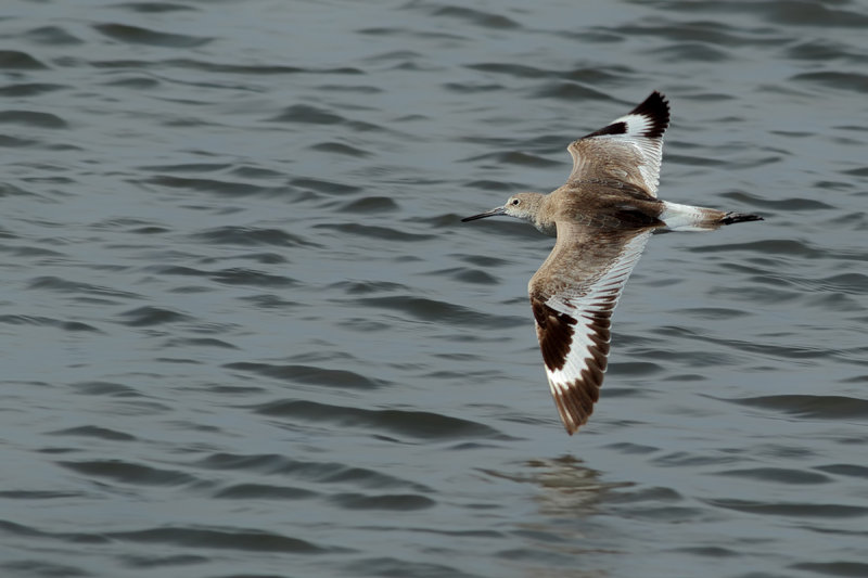 Willet (Tringa semipalmata) 