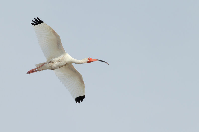 American white ibis (Eudocimus albus)