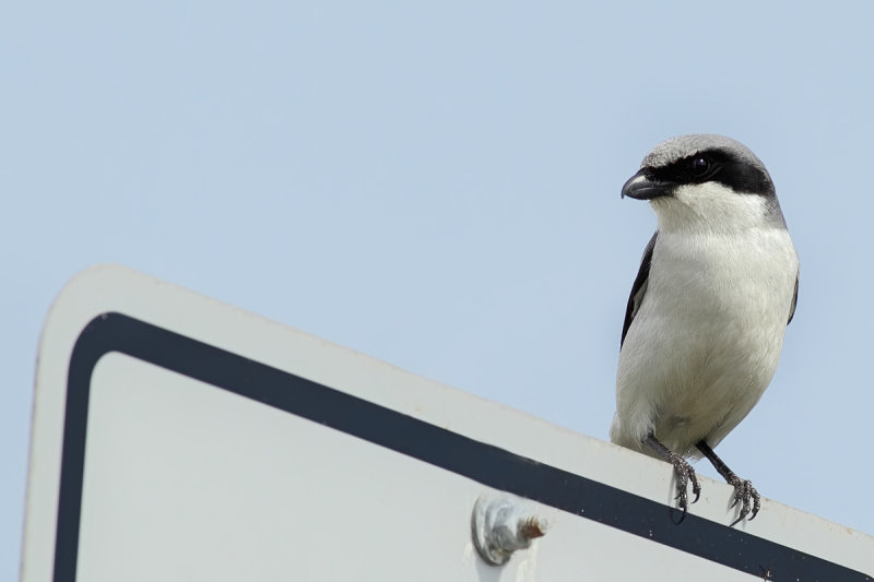 Loggerhead Shrike (Lanius ludovicianus)