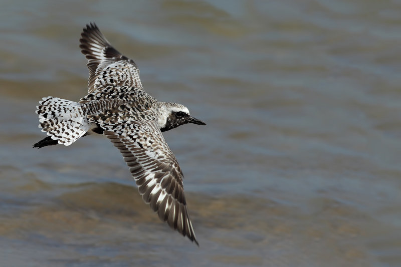 Grey Plover (Pluvialis squatarola) or Black-bellied Plover