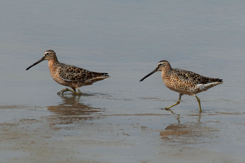 Short-billed Dowitcher (Limnodromus griseus)