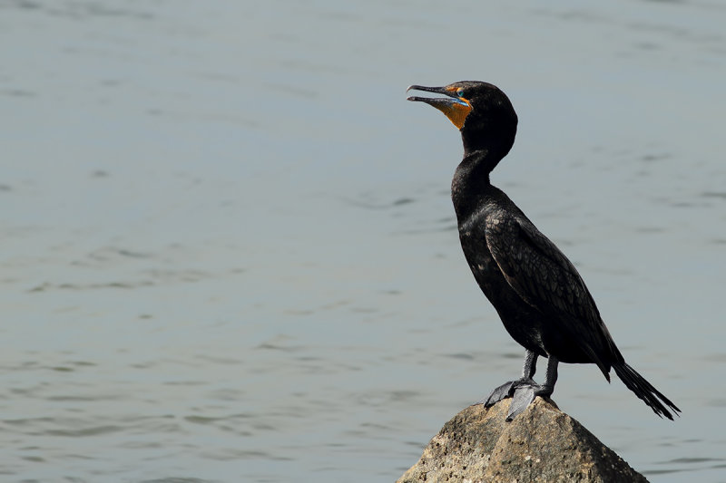 Double-crested Cormorant (Phalacrocorax auritus) 