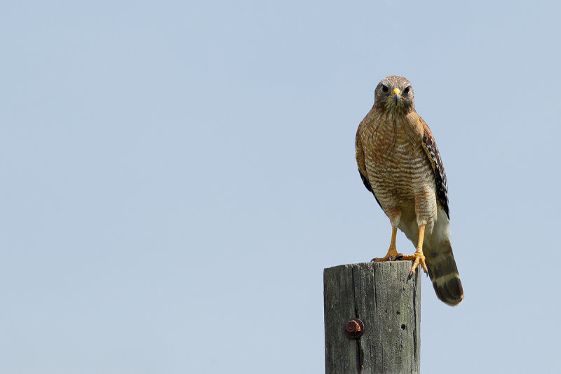 Red-shouldered Hawk (Buteo lineatus) 