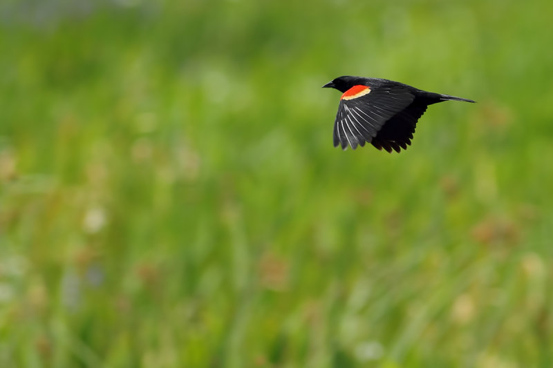 Red-winged Blackbird (Agelaius phoeniceus)