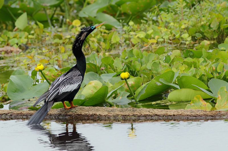 Anhinga (Anhinga anhinga)