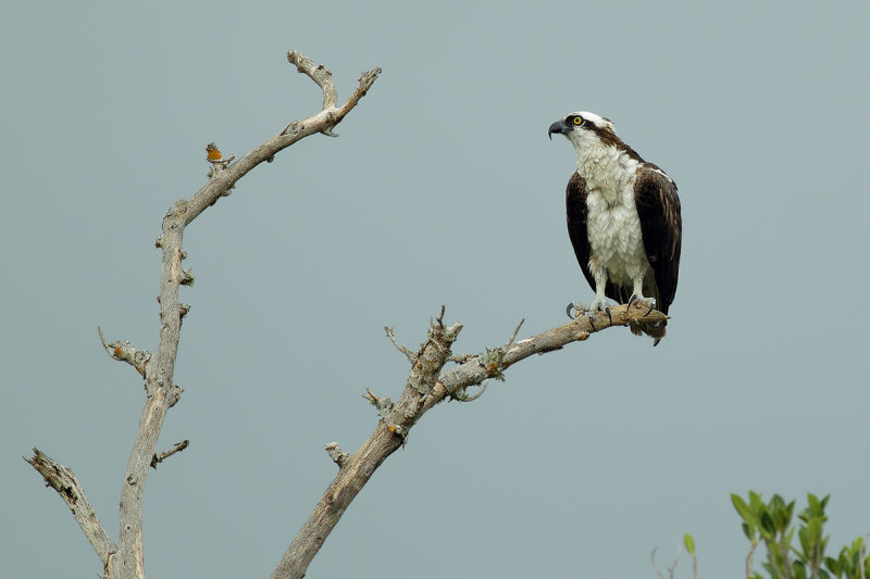 Osprey (Pandion haliaetus carolinensis)