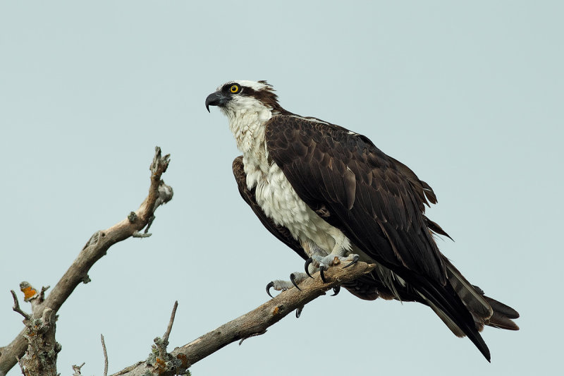 Osprey (Pandion haliaetus carolinensis)
