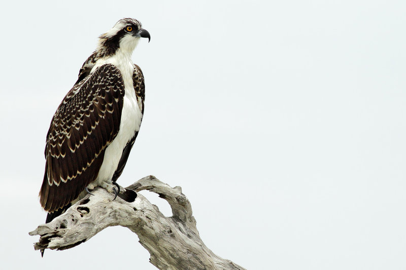 Osprey (Pandion haliaetus carolinensis)