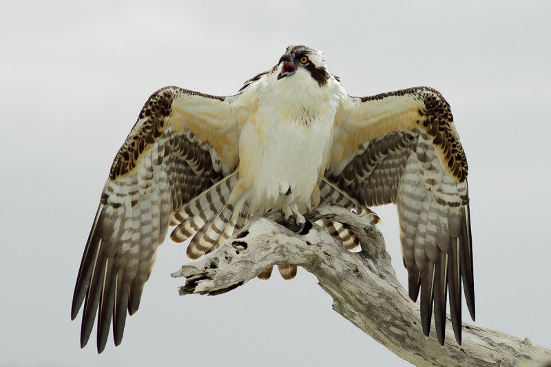 Osprey (Pandion haliaetus carolinensis)