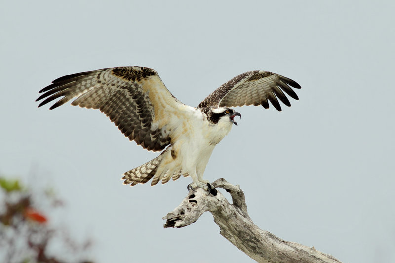 Osprey (Pandion haliaetus carolinensis)