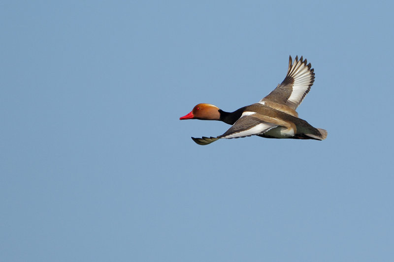 Gallery Red-Crested Pochard