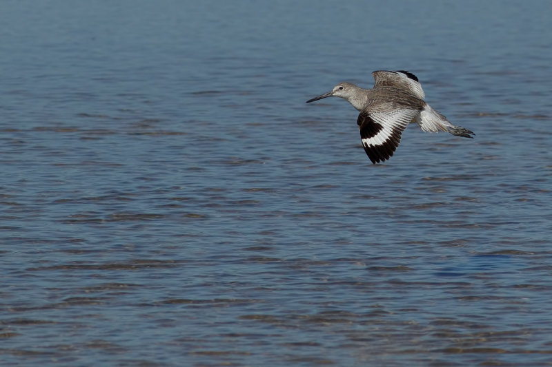 Willet (Tringa semipalmata) 