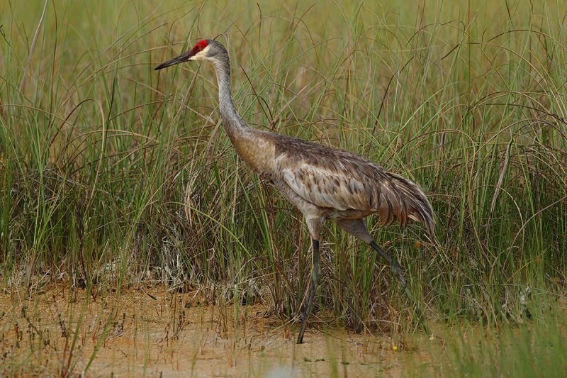 Greater Sandhill Crane (Grus canadensis pratensis)