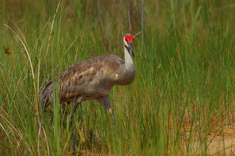 Greater Sandhill Crane (Grus canadensis pratensis)