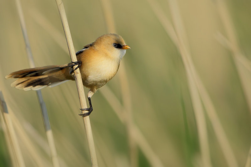 Bearded Reedling (Panurus biarmicus)