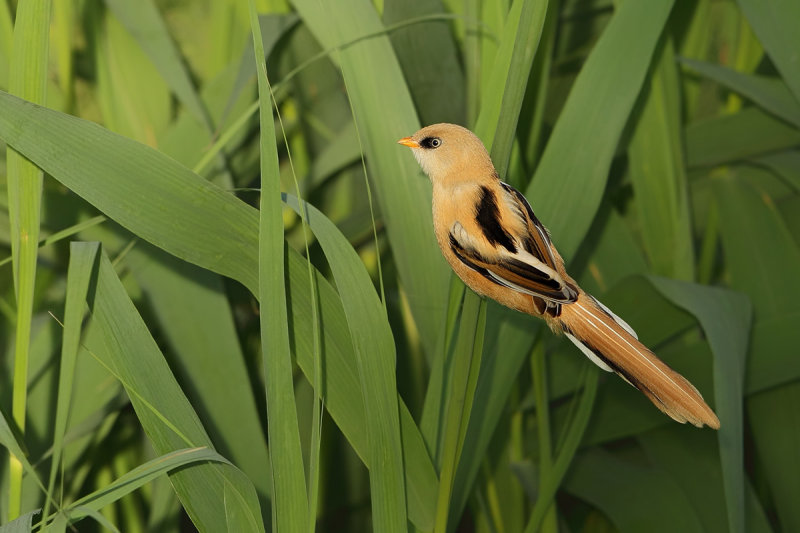 Bearded Reedling (Panurus biarmicus)