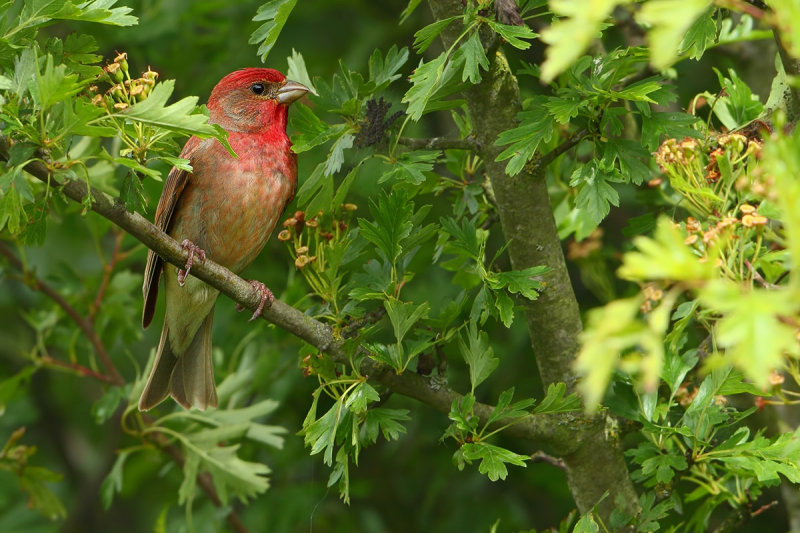 Common Rosefinch (Carpodacus erythrinus)