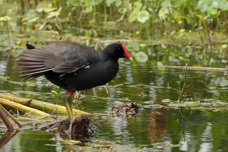 North American Common Gallinule (Gallinula galeata cachinnans)