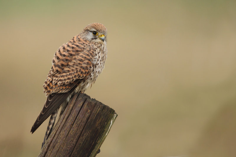 Common Kestrel (Falco tinnunculus)