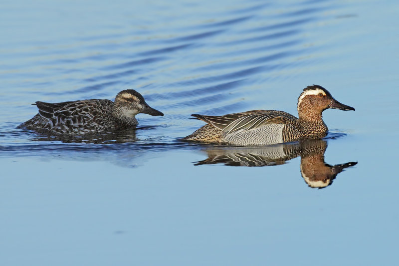 Garganey (Anas querquedula) 